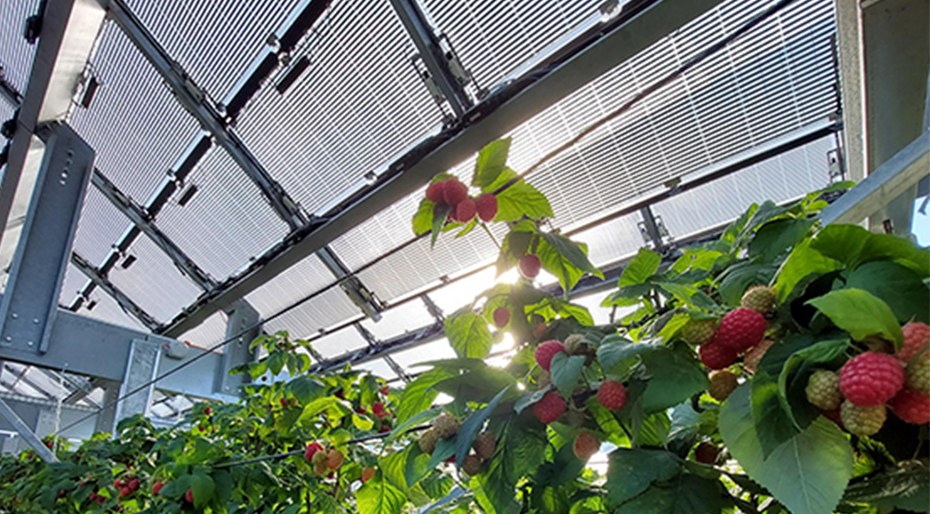 Agro Photovoltaik Agro Photovoltaik